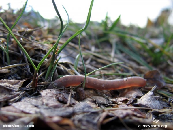 Earthworms