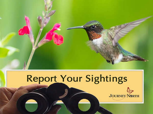 Report Sightings