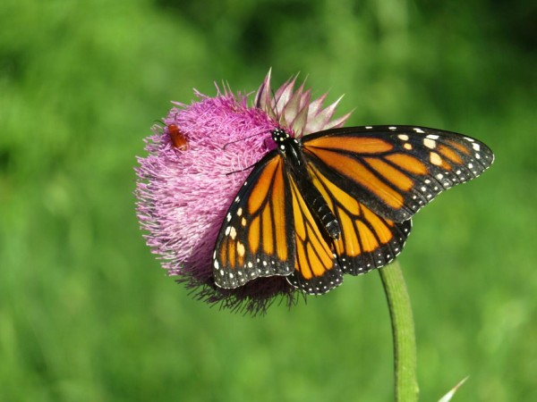 Fresh monarch butterfly of next generation