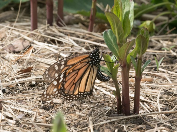 Image of a faded female laying eggs on newly emerged milkweed.