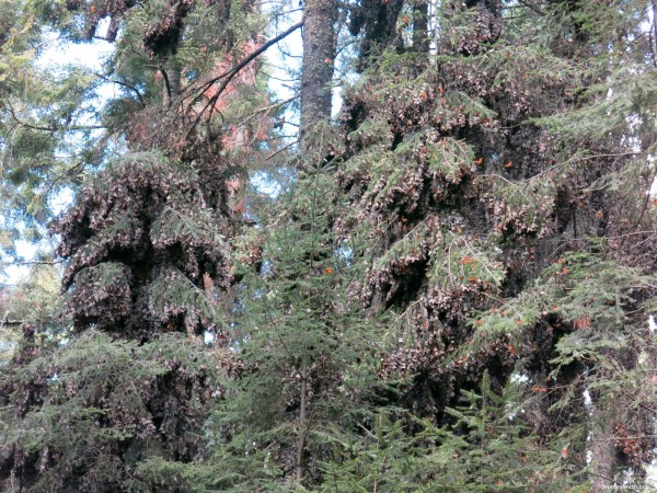 Monarch Butterflies flying at winter sanctuaries in Mexico.