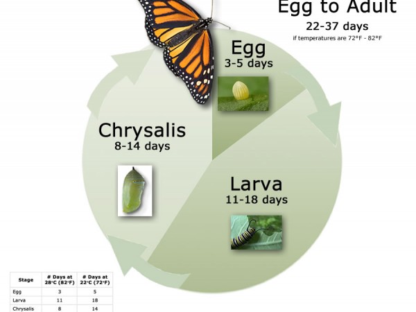 Chart: Monarch Butterfly Life Cycle