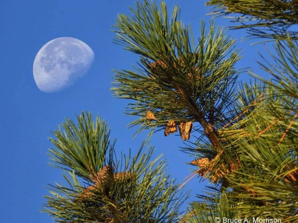 Image of monarch butterflies roosting under the moon.