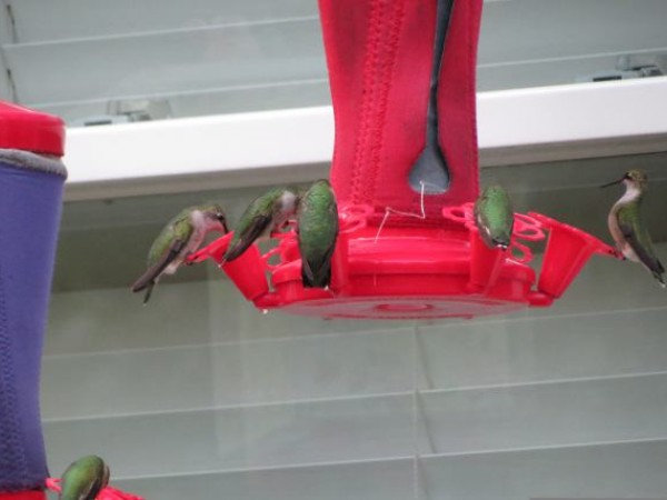 Photo of hummingbird feeder with cloth sleeve for warmth