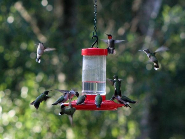 Image of many hummers around feeder by Scott Brega