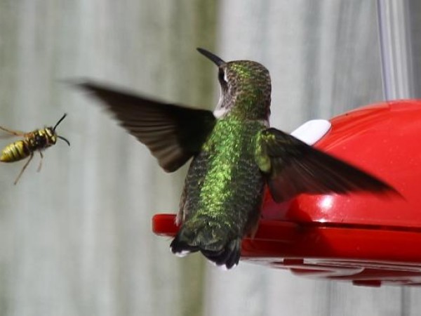 Photo of hummingbird and bee