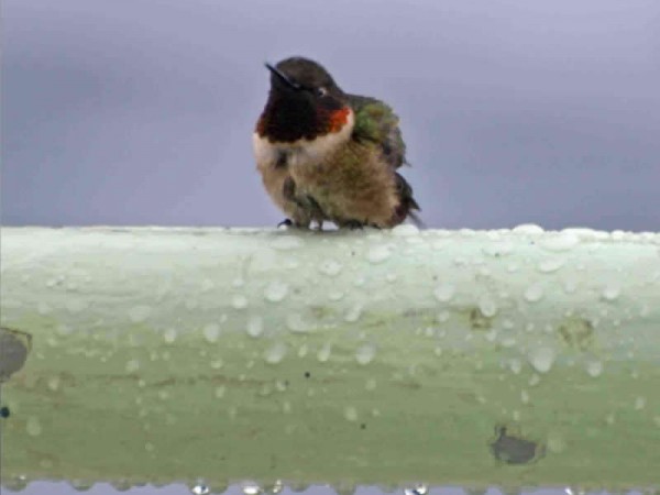 Image of hummingbird by Allison Heater