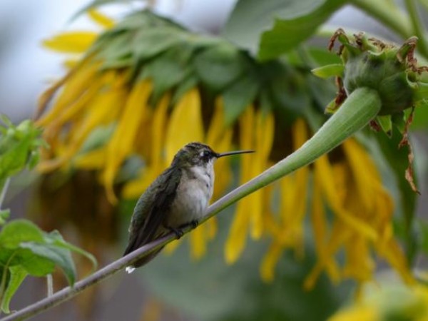 Hummingbird Perching on Sunflower by Amy Evoniuk