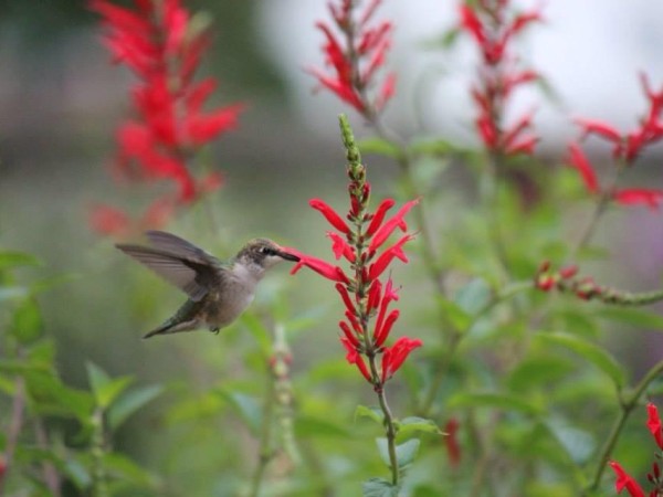 Photo of hummingbird nectaring on pineapple sage