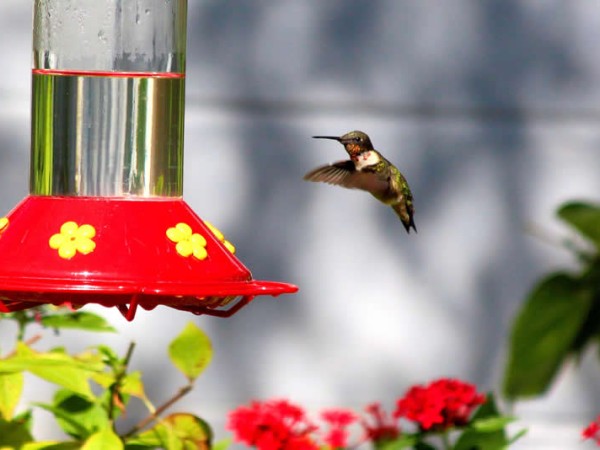 Photo of hummingbird feeder with clear nectar