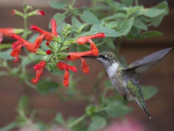 Photo of hummingbird nectaring at Scarlet Rooster Sage