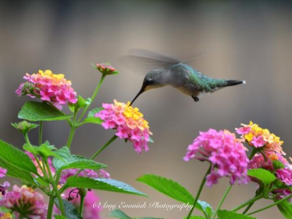 Photo of hummingbird fueling up on nectar