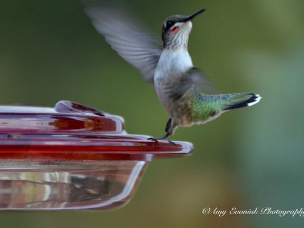 Photo of juvenile male ruby-throated hummingbird