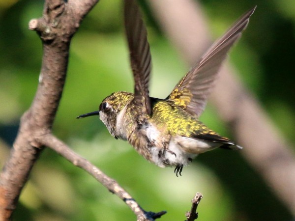 Photo of hummingbird in flight, Markham, Ontario on September 3, 2016