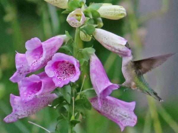 Photo of hummingbird nectaring on foxglove flower