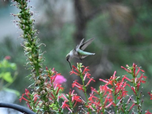 Photo of hummingbird nectaring on cardinal flower