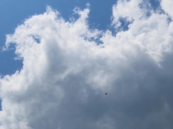 Image of a Monarch Butterfly in Flight During Fall Migration