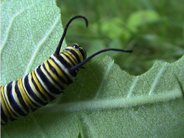 Monarch Butterfly Larva Eating Milkweed