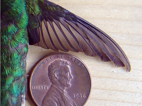 Photo of hummingbird wing against a penny