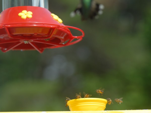 Photo of Detour Feeder for Bees