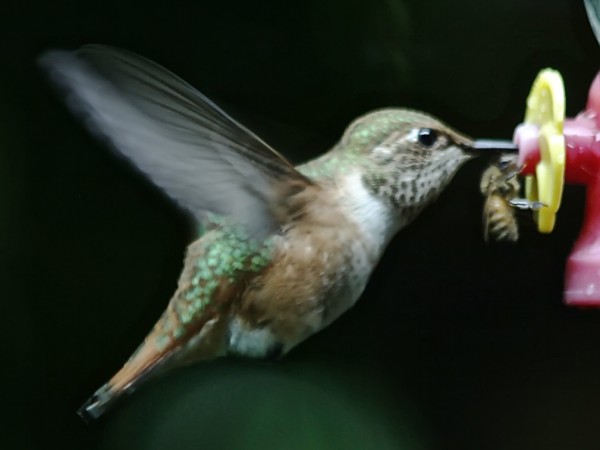 Photo of Rufous Hummingbird and a Bee