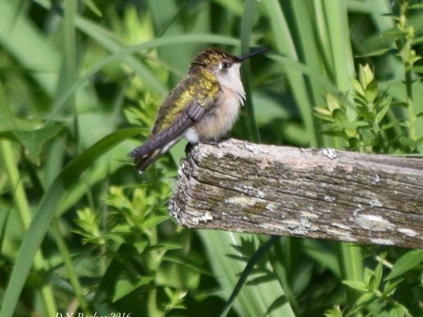 Photo of hummingbird fluffing feathers