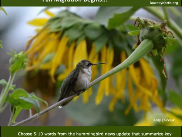 Infographic: Fall Migration Begins