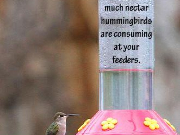 Photo of hummingbird feeder