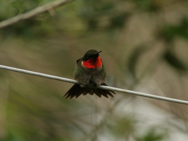 Photo of male Ruby-throat perched on a wire