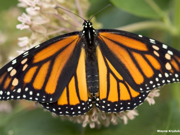 Monarch Butterfly Nectaring on Milkweed