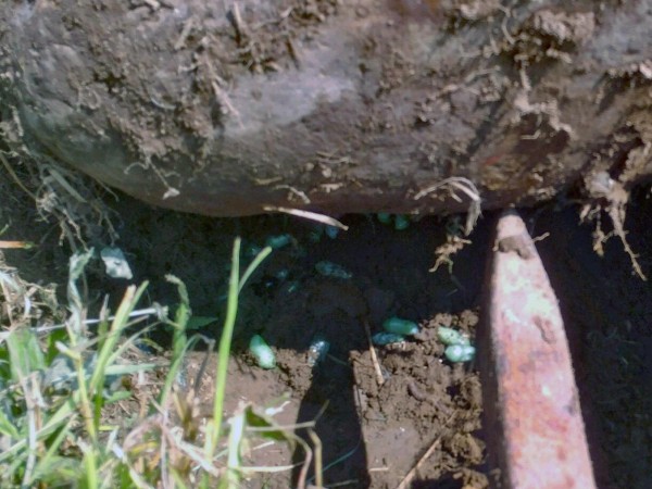 Monarch chrysalids under a rock