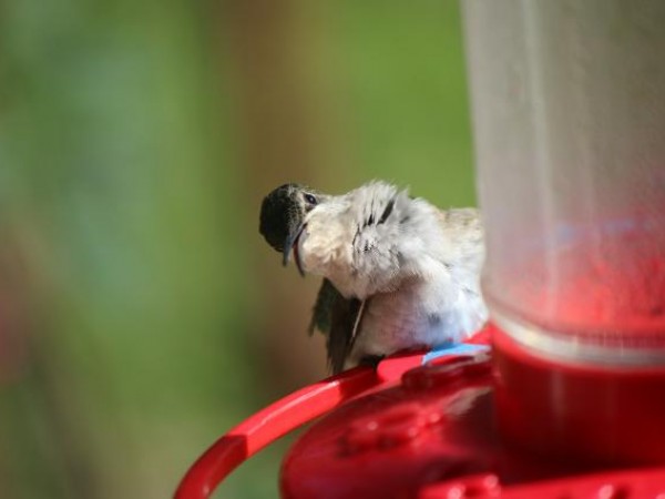 Preening by Dave Weaver