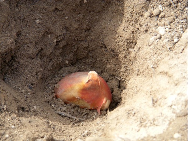 How does the inside and outside of a tulip bulb help it survive in the winter and grow in the spring?