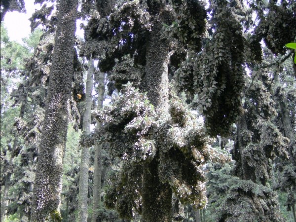 Image of monarch butterflies roosting in an oyamel tree in Mexico.