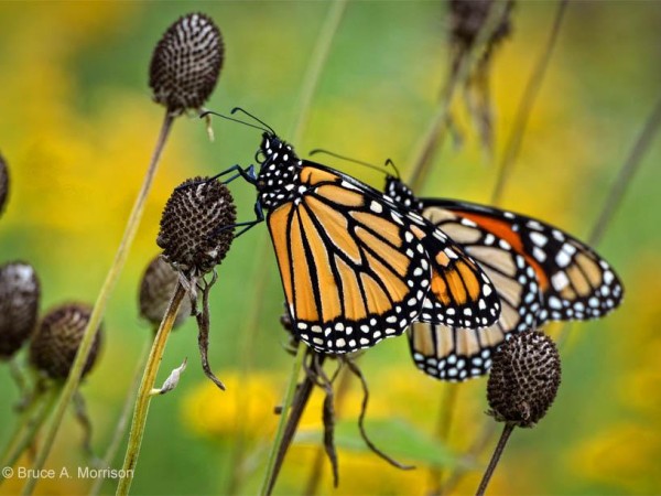 Image of monarch butterflies resting on the Iowa prairie.