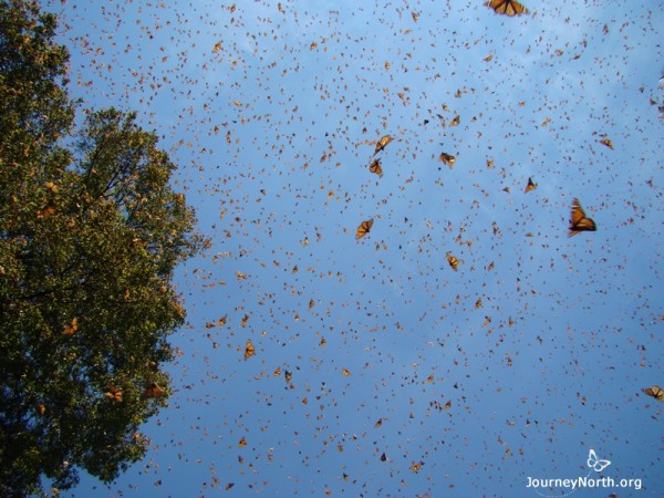 Monarch butterflies in Mexico in flight