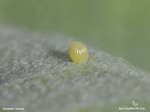 Monarch Butterfly Egg