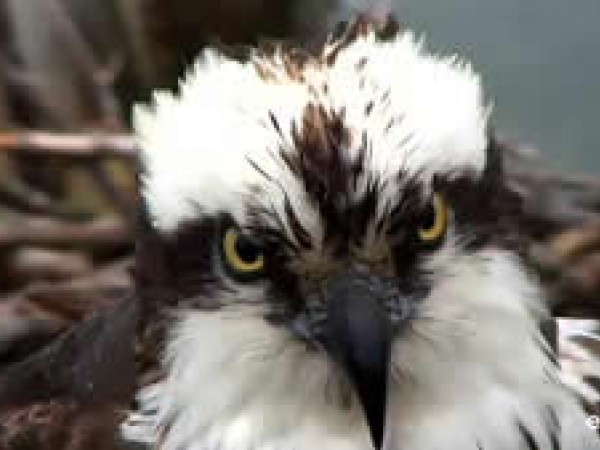 Osprey close up