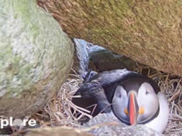 A puffin in its burrow