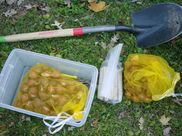 Planting tulip bulbs