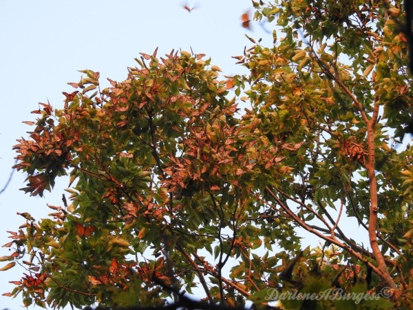 Monarch Butterflies at Overnight Roost on Lake Erie