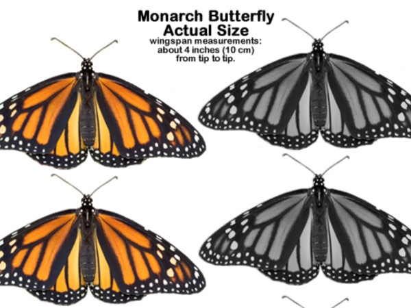 Life-Sized Monarch Butterflies