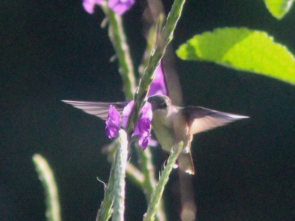 Costa Rica by Patricia Nethercote