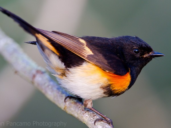 American redstart