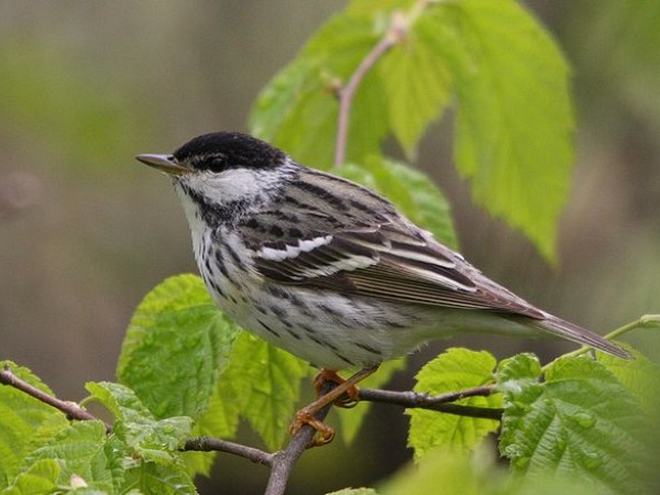 Blackpoll warbler