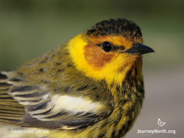 Cape May warbler