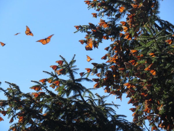 Forming Colony at Cerro Pelon 6735