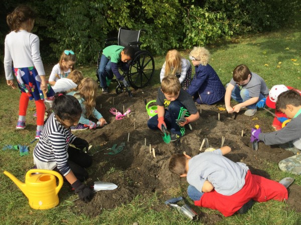 Class planting tulip bulbs in the garden