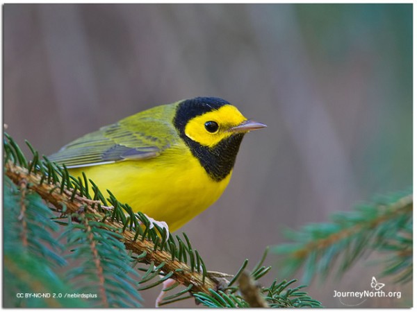 Hooded warbler