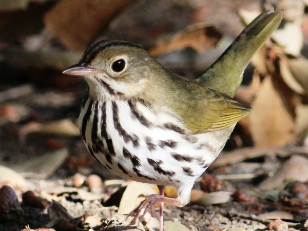 Ovenbird